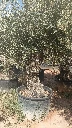 OBC80 - Olea Europaea Olivo Bonsái