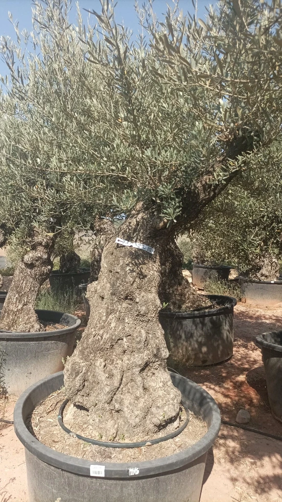 OBC80 - Olea Europaea Olivo Bonsái