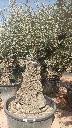 OBC80 - Olea Europaea Olivo Bonsái