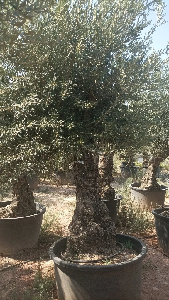 OBC80 - Olea Europaea Olivo Bonsái