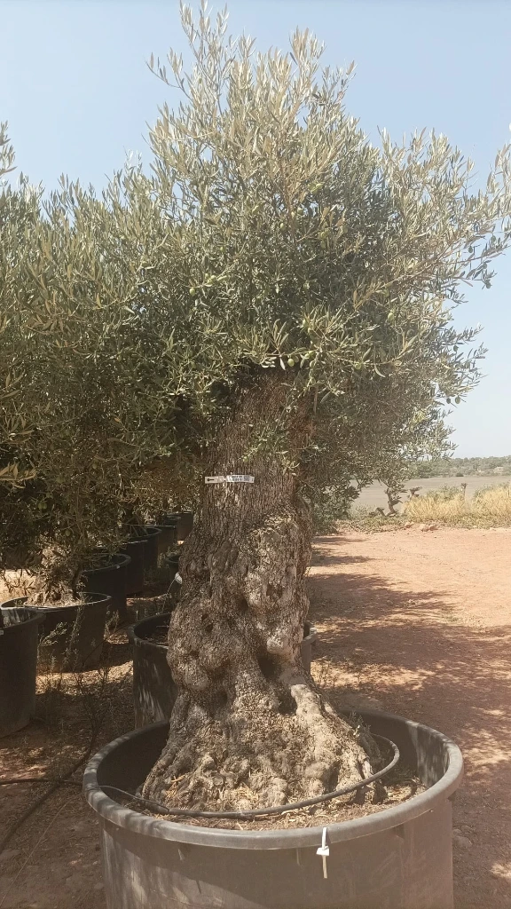 OBCA120 - Olea Europaea Olivo Bonsái Alto