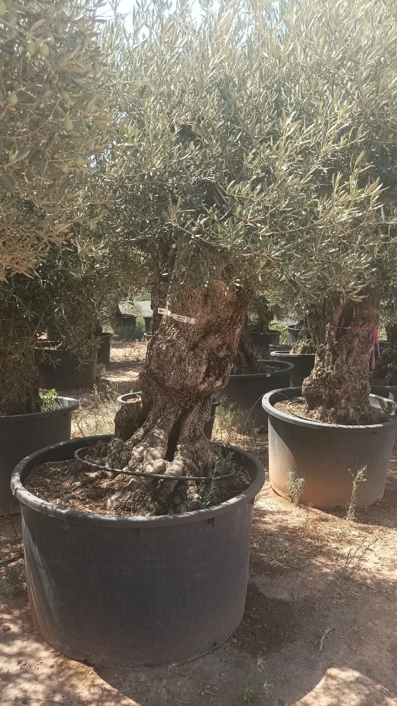 OBCA120 - Olea Europaea Olivo Bonsái Alto
