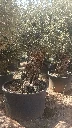 OBCA120 - Olea Europaea Olivo Bonsái Alto