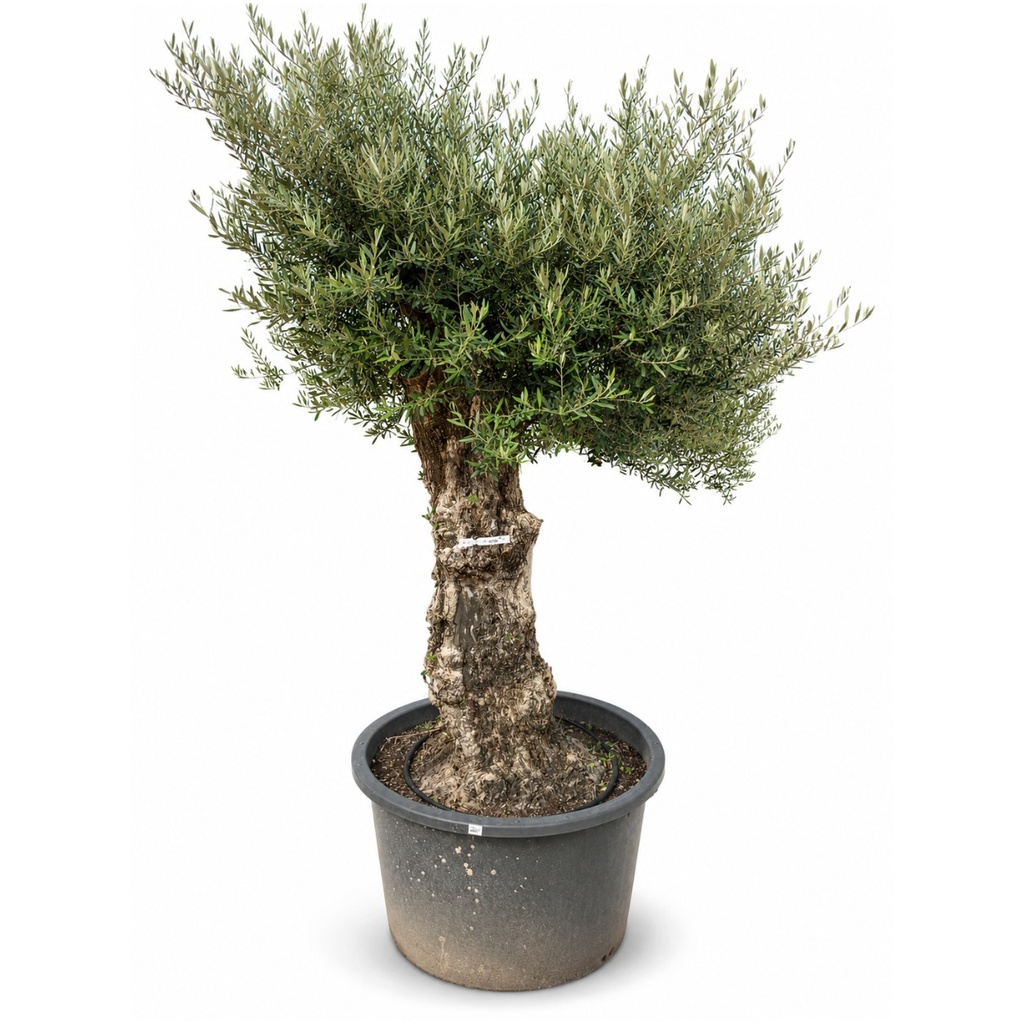 OBCA100 - Olea Europaea Olivo Bonsái Alto (GENERICO [OBCA100])