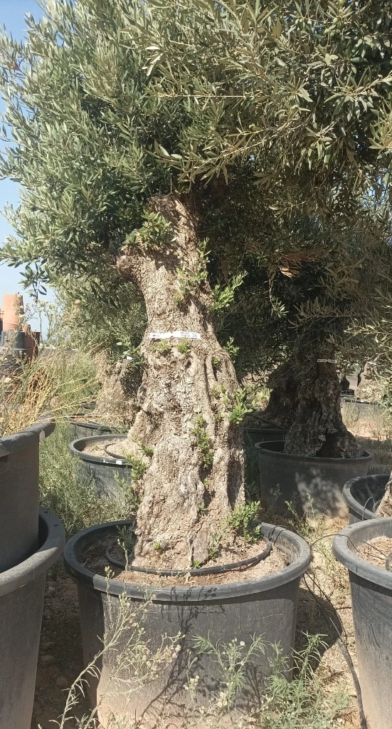 OBCA80 - Olea Europaea Olivo Bonsái Alto