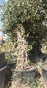 OBCA80 - Olea Europaea Olivo Bonsái Alto