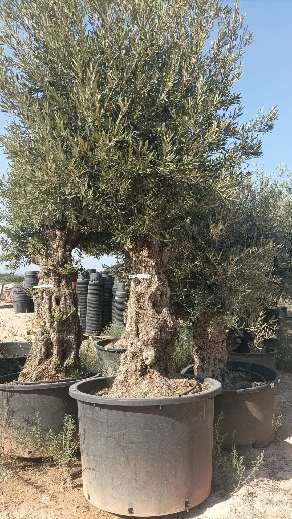 OBCA80 - Olea Europaea Olivo Bonsái Alto