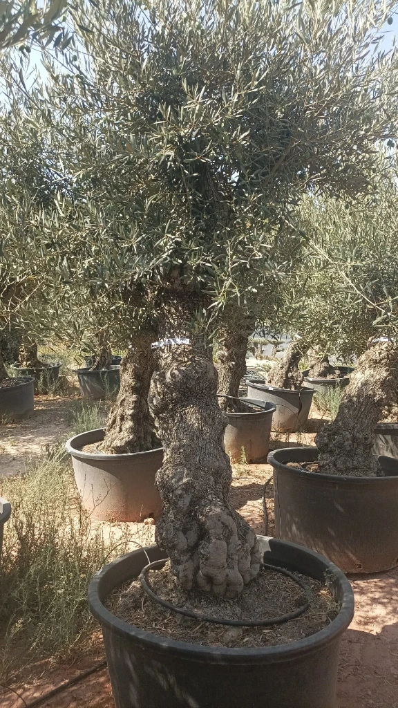 OBCA80 - Olea Europaea Olivo Bonsái Alto