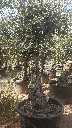 OBCA80 - Olea Europaea Olivo Bonsái Alto