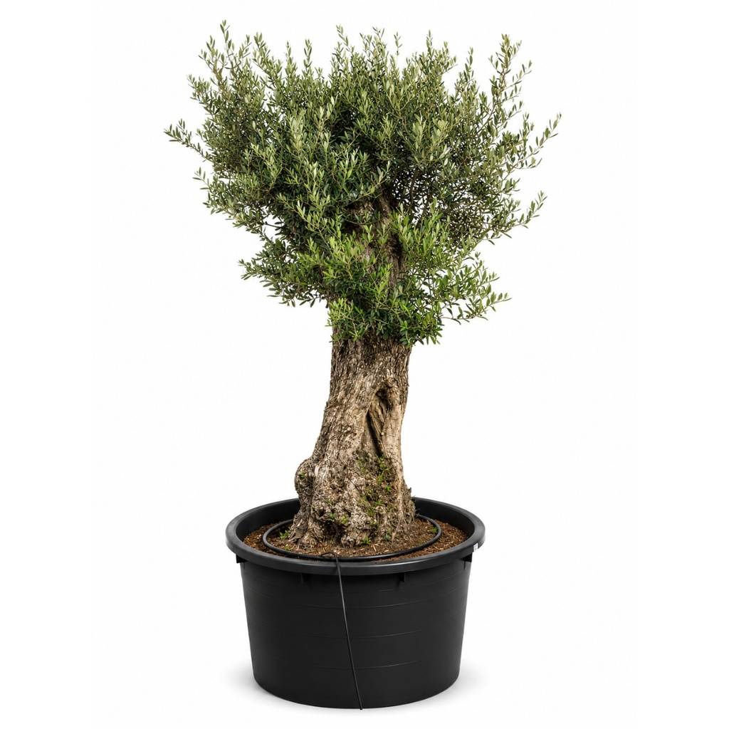 OBCA80 - Olea Europaea Olivo Bonsái Alto