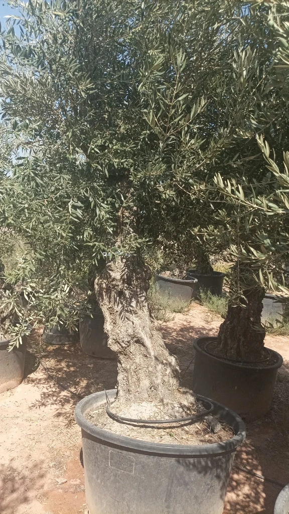 OBCA80 - Olea Europaea Olivo Bonsái Alto