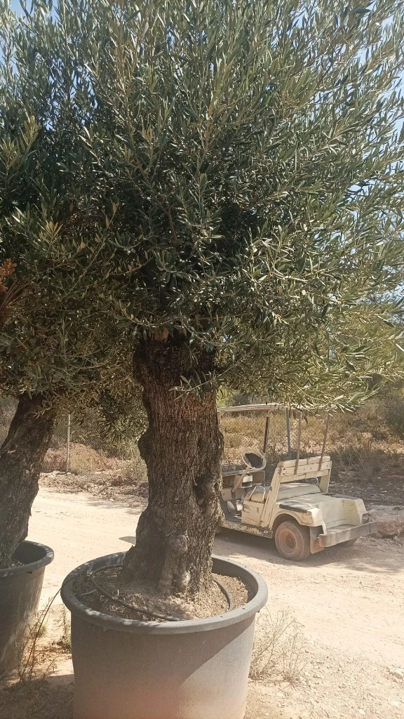 OBCA80 - Olea Europaea Olivo Bonsái Alto