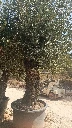 OBCA80 - Olea Europaea Olivo Bonsái Alto