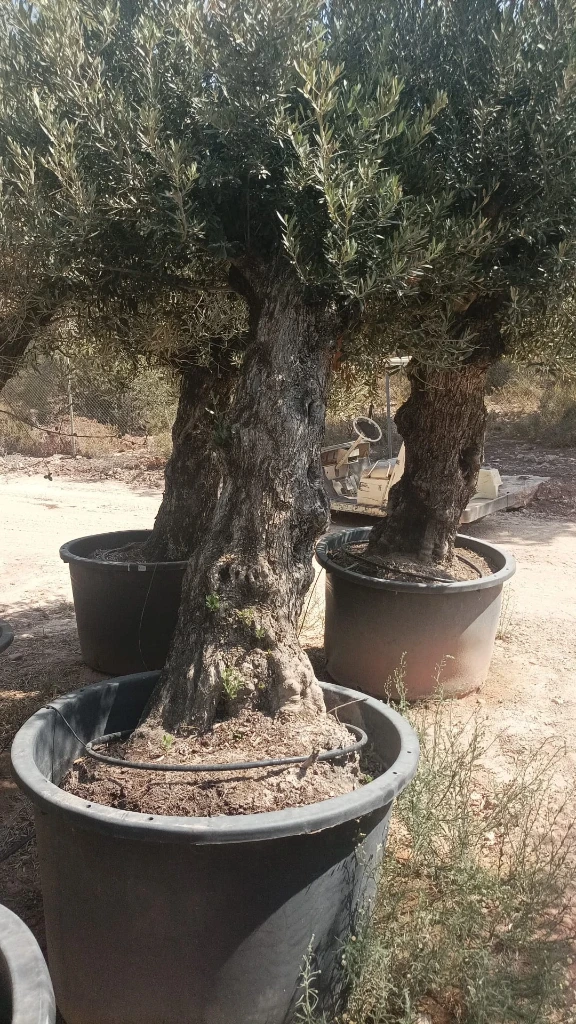OBCA80 - Olea Europaea Olivo Bonsái Alto