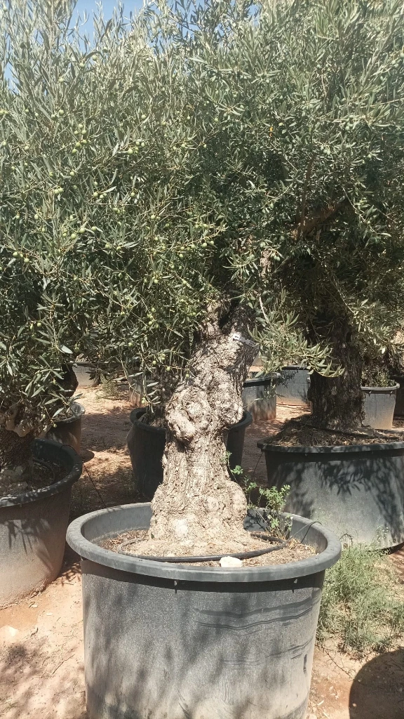 OBCA80 - Olea Europaea Olivo Bonsái Alto