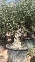 OBCA80 - Olea Europaea Olivo Bonsái Alto