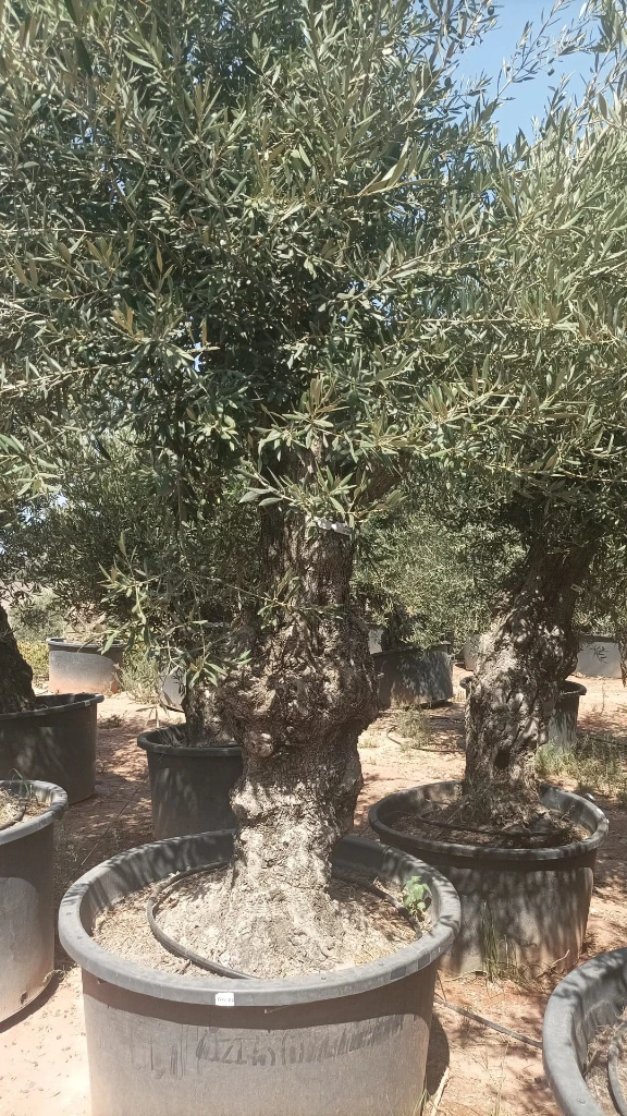 OBCA80 - Olea Europaea Olivo Bonsái Alto