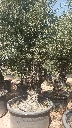OBCA80 - Olea Europaea Olivo Bonsái Alto