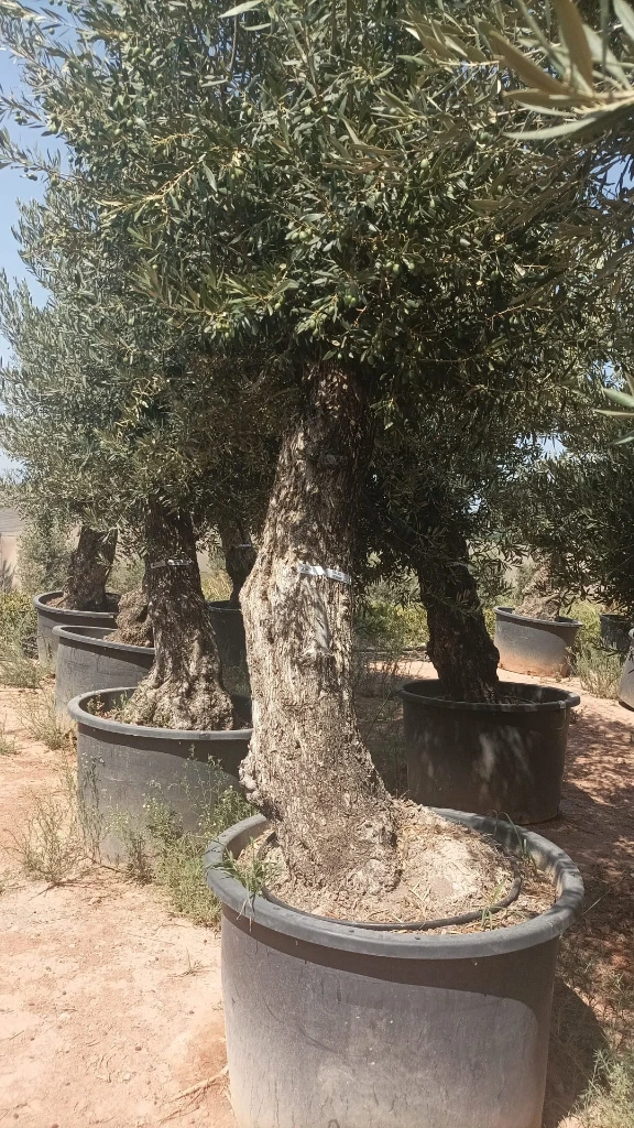 OBCA80 - Olea Europaea Olivo Bonsái Alto