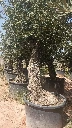 OBCA80 - Olea Europaea Olivo Bonsái Alto