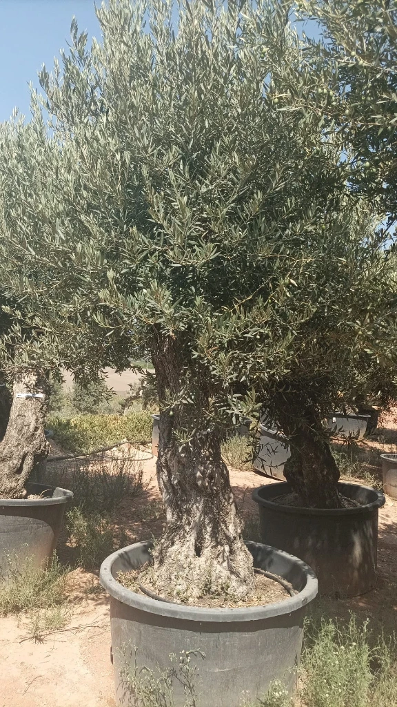 OBCA80 - Olea Europaea Olivo Bonsái Alto