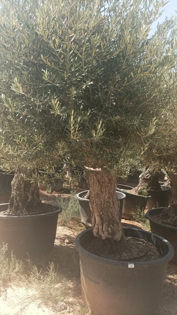 OBCA80 - Olea Europaea Olivo Bonsái Alto
