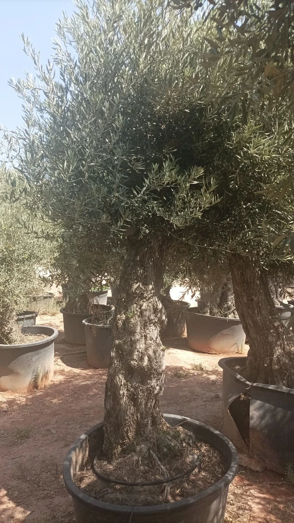 OBCA80 - Olea Europaea Olivo Bonsái Alto