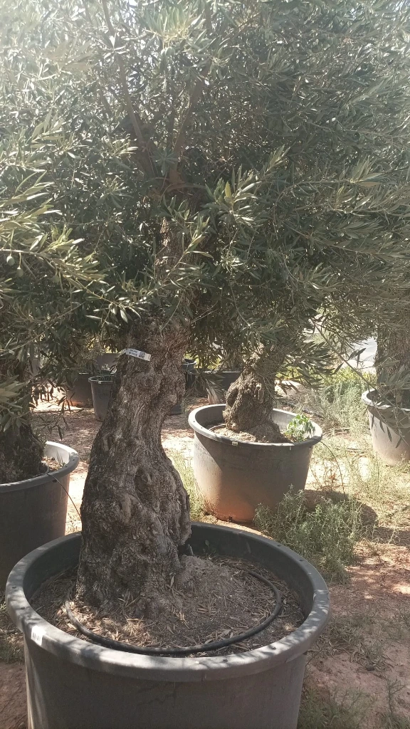 OBCA80 - Olea Europaea Olivo Bonsái Alto