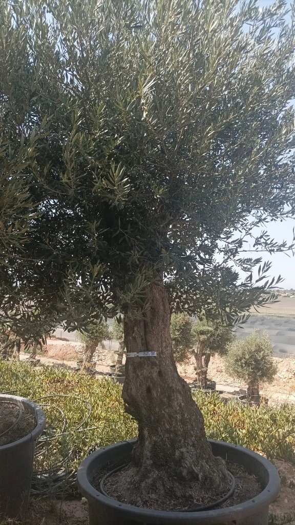OBCA80 - Olea Europaea Olivo Bonsái Alto