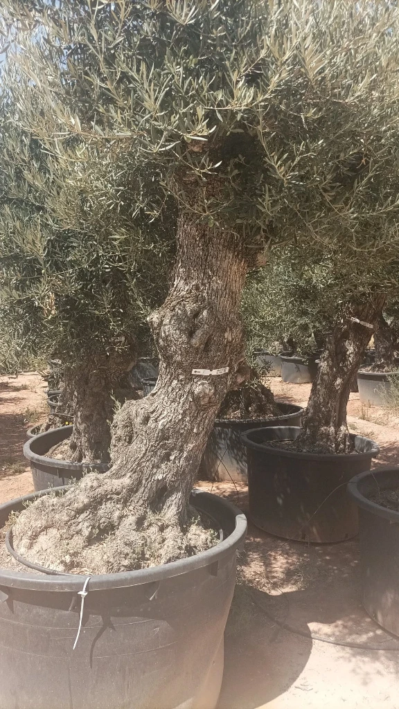 OBCA100 - Olea Europaea Olivo Bonsái Alto