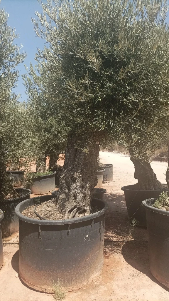 OBCA100 - Olea Europaea Olivo Bonsái Alto