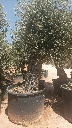 OBCA100 - Olea Europaea Olivo Bonsái Alto