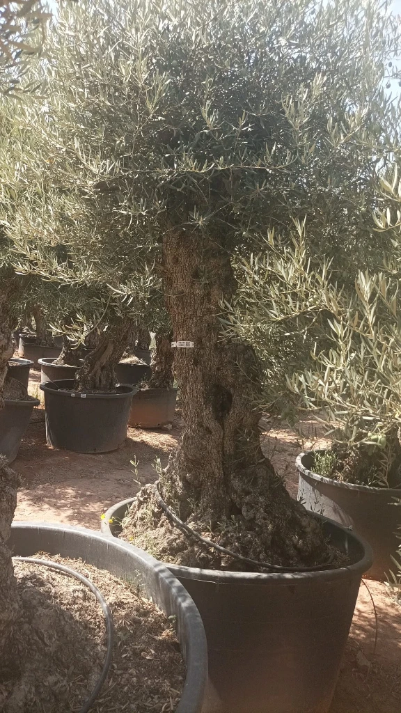 OBCA100 - Olea Europaea Olivo Bonsái Alto