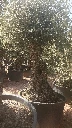 OBCA100 - Olea Europaea Olivo Bonsái Alto