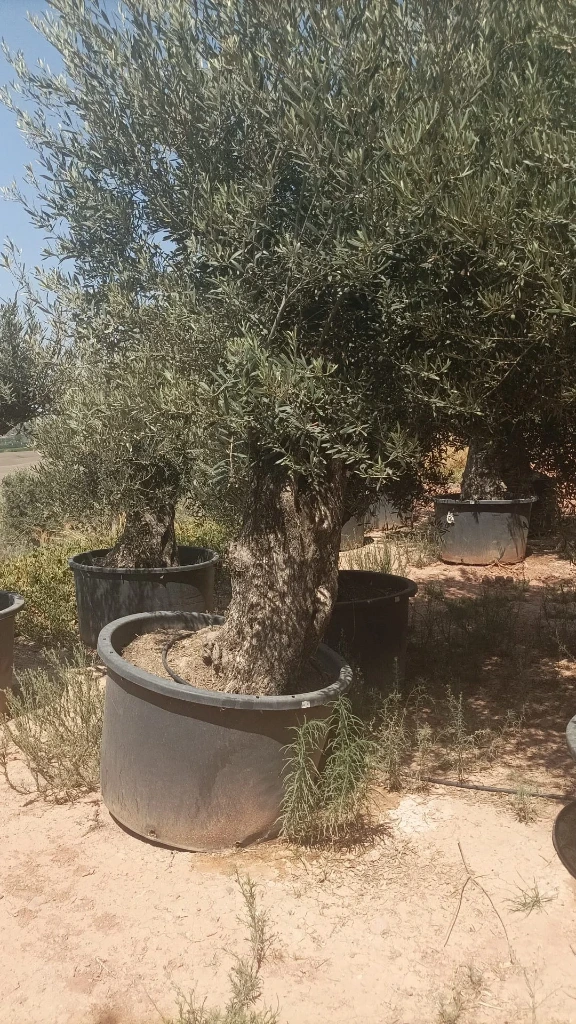 OBCA100 - Olea Europaea Olivo Bonsái Alto