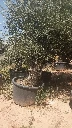 OBCA100 - Olea Europaea Olivo Bonsái Alto