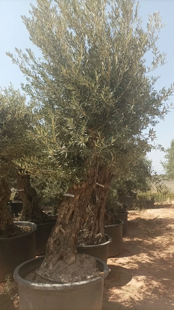 OBCA100 - Olea Europaea Olivo Bonsái Alto
