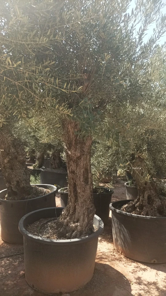 OBCA100 - Olea Europaea Olivo Bonsái Alto