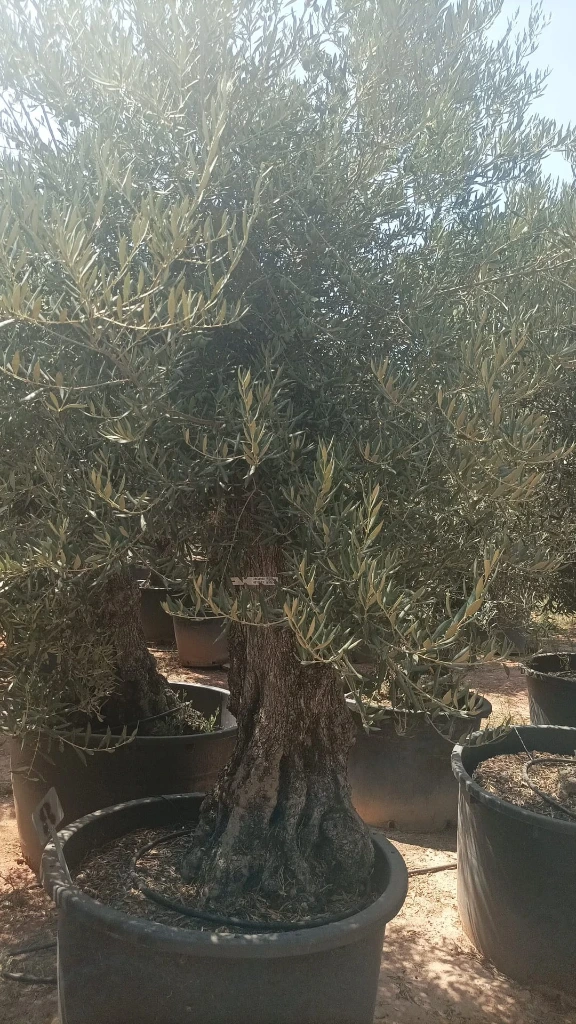 OBCA100 - Olea Europaea Olivo Bonsái Alto