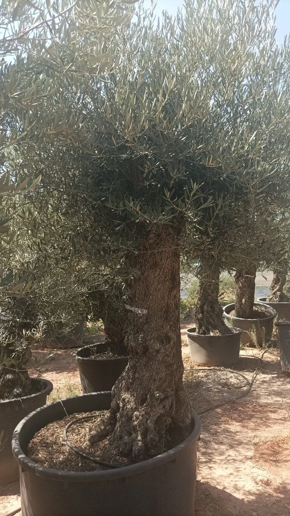 OBCA100 - Olea Europaea Olivo Bonsái Alto