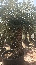 OBCA100 - Olea Europaea Olivo Bonsái Alto