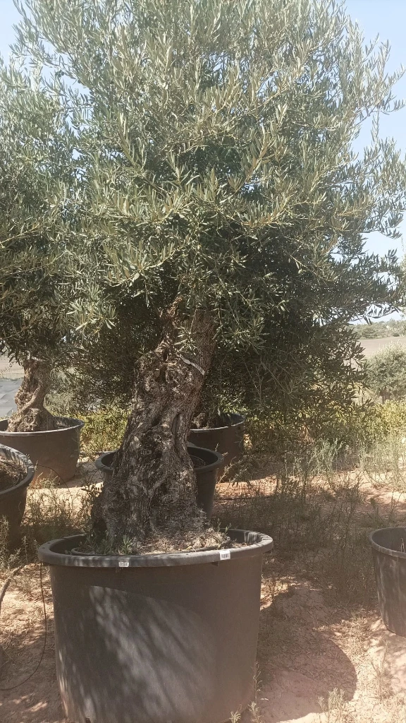 OBCA100 - Olea Europaea Olivo Bonsái Alto