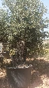 OBCA100 - Olea Europaea Olivo Bonsái Alto