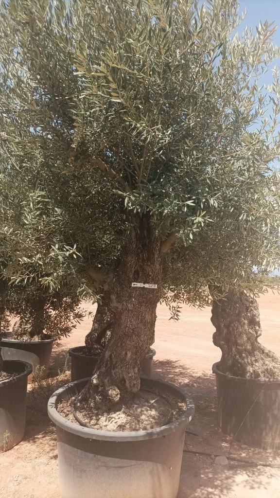OBCA100 - Olea Europaea Olivo Bonsái Alto