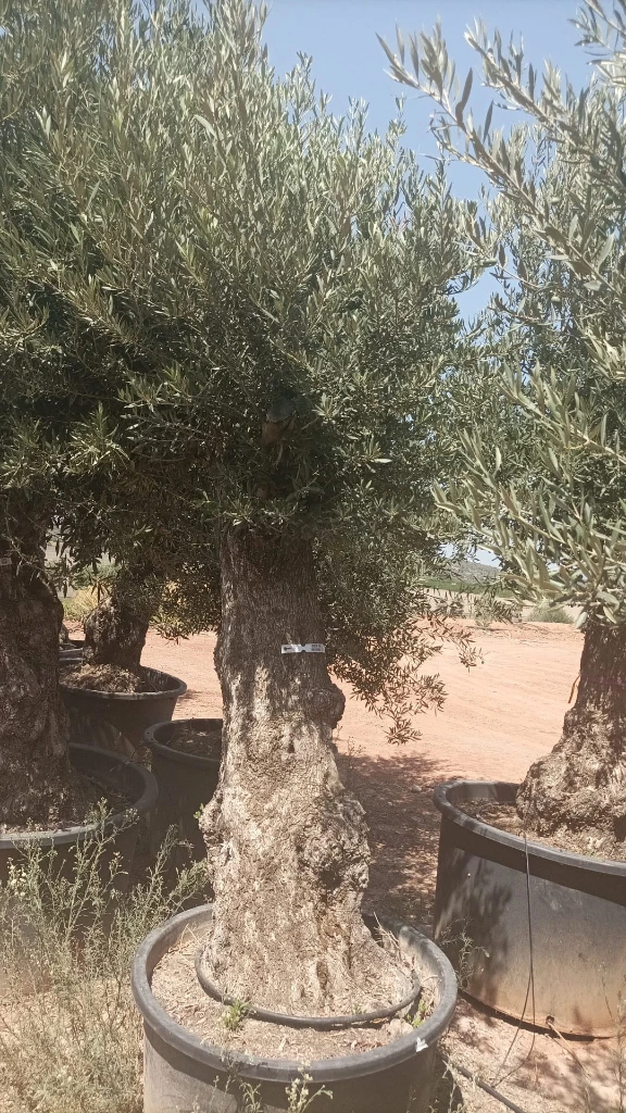 OBCA100 - Olea Europaea Olivo Bonsái Alto