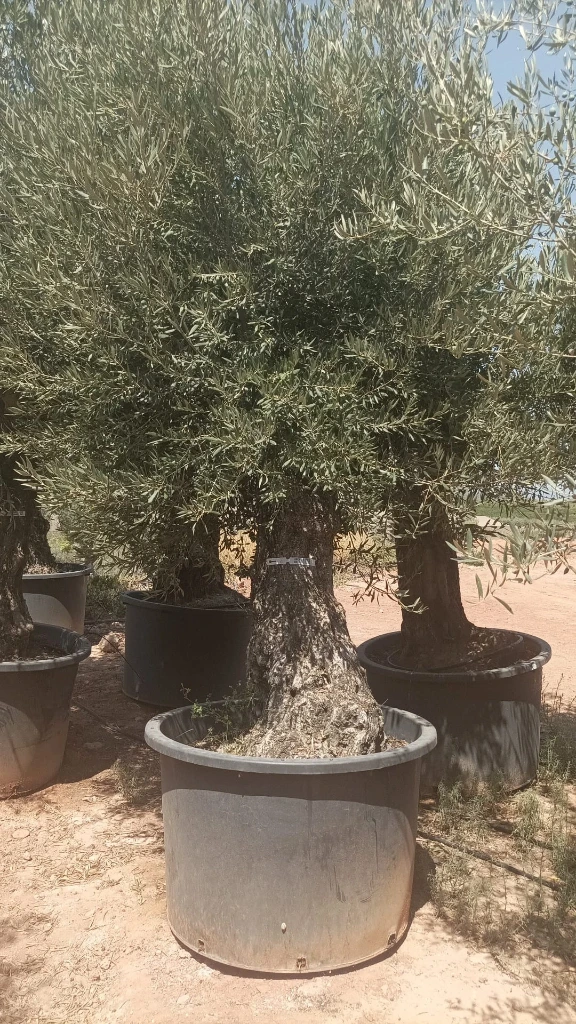 OBCA100 - Olea Europaea Olivo Bonsái Alto