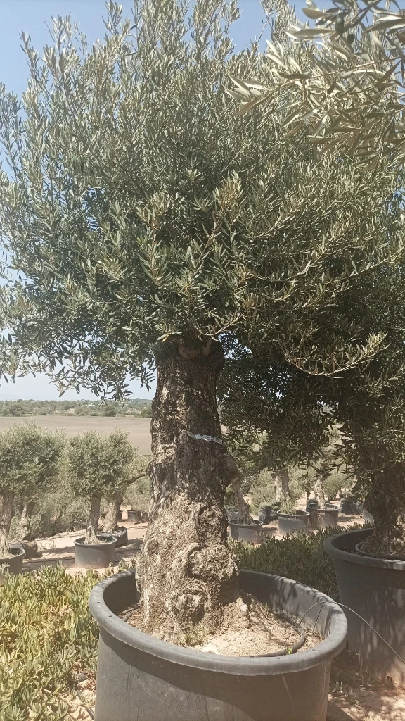 OBCA100 - Olea Europaea Olivo Bonsái Alto
