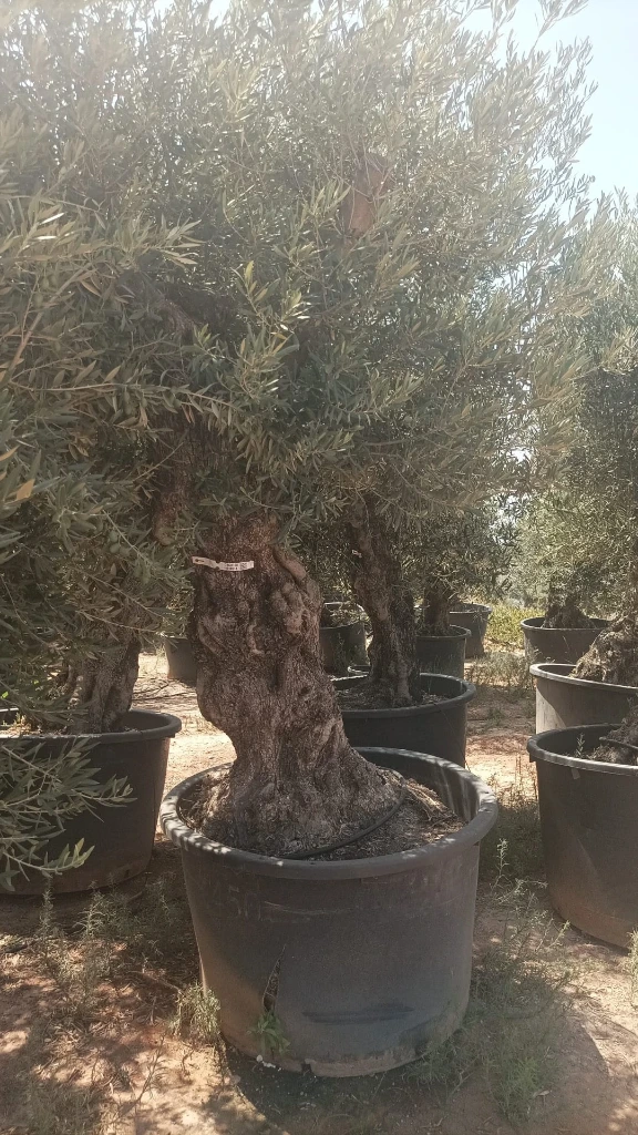 OBCA100 - Olea Europaea Olivo Bonsái Alto