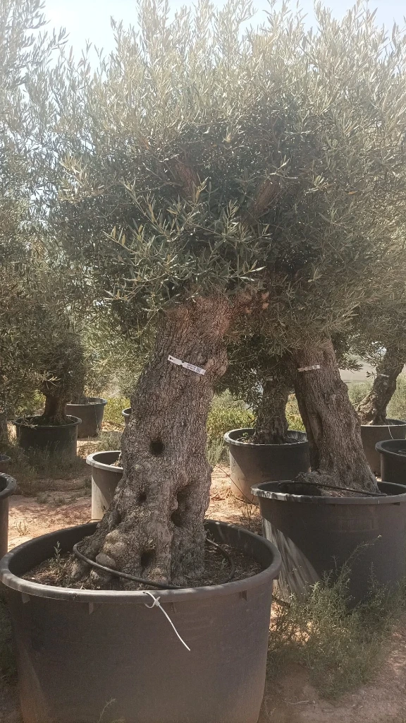 OBCA100 - Olea Europaea Olivo Bonsái Alto