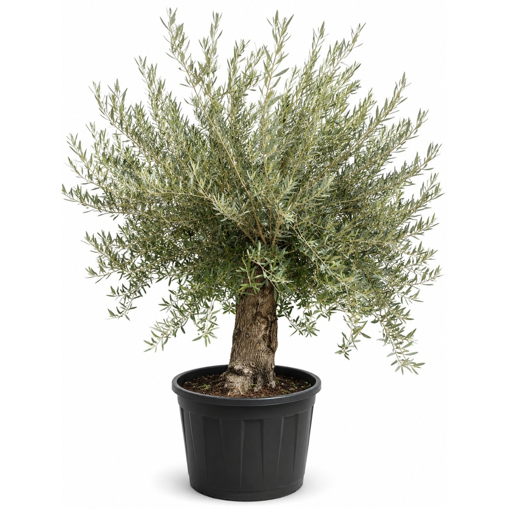 OBC60 - Olea Europaea Olivo Bonsái